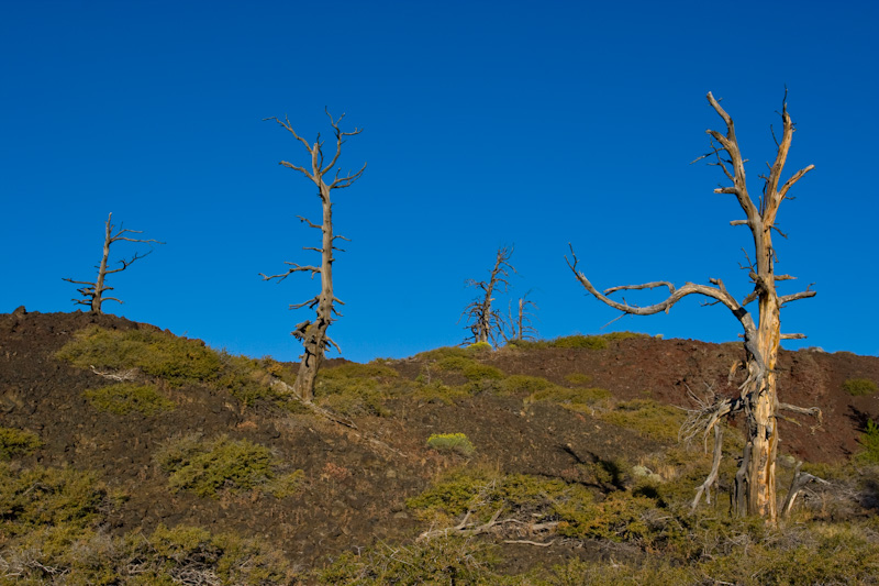 Snags On Lava Field